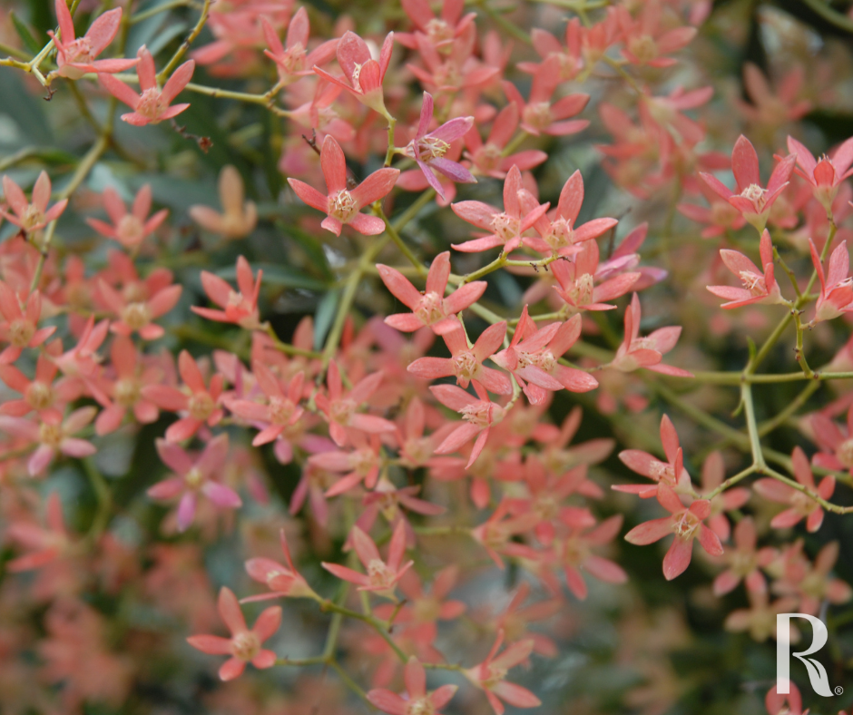 NSW Christmas Bush Bracts