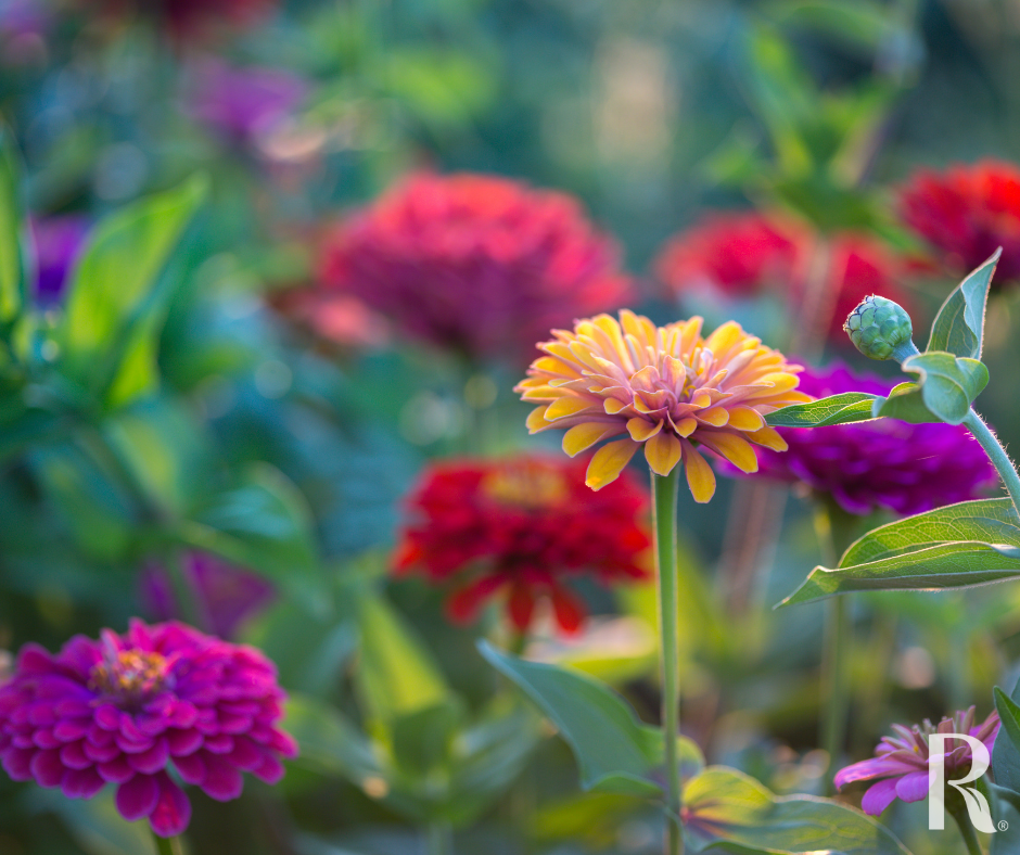 Zinnia Flowers
