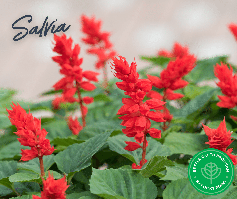 Red Salvia flowers
