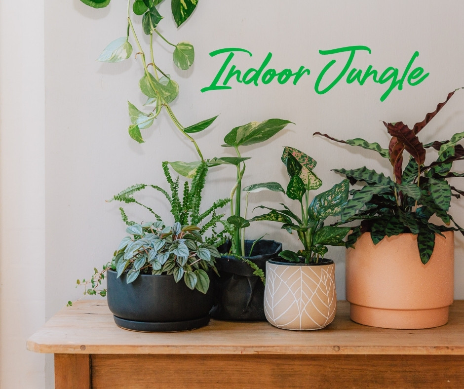 How-to-grow-your-indoor-jungle