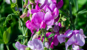 Sweet Pea Plant and Flowers