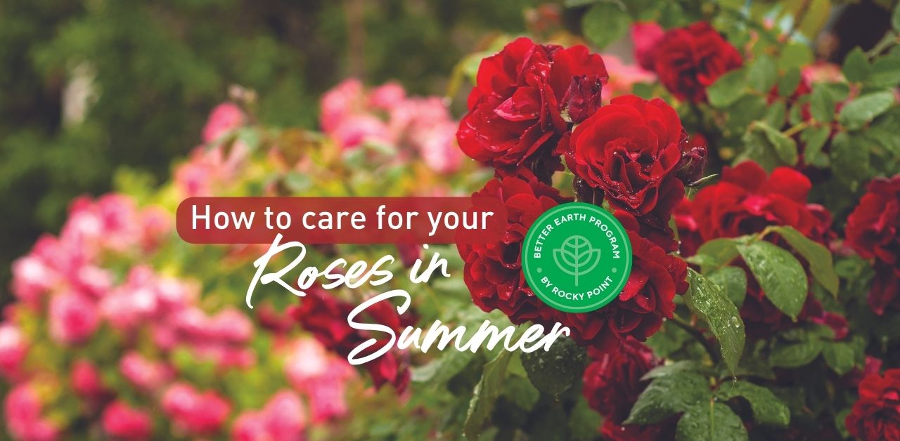 Roses in summer