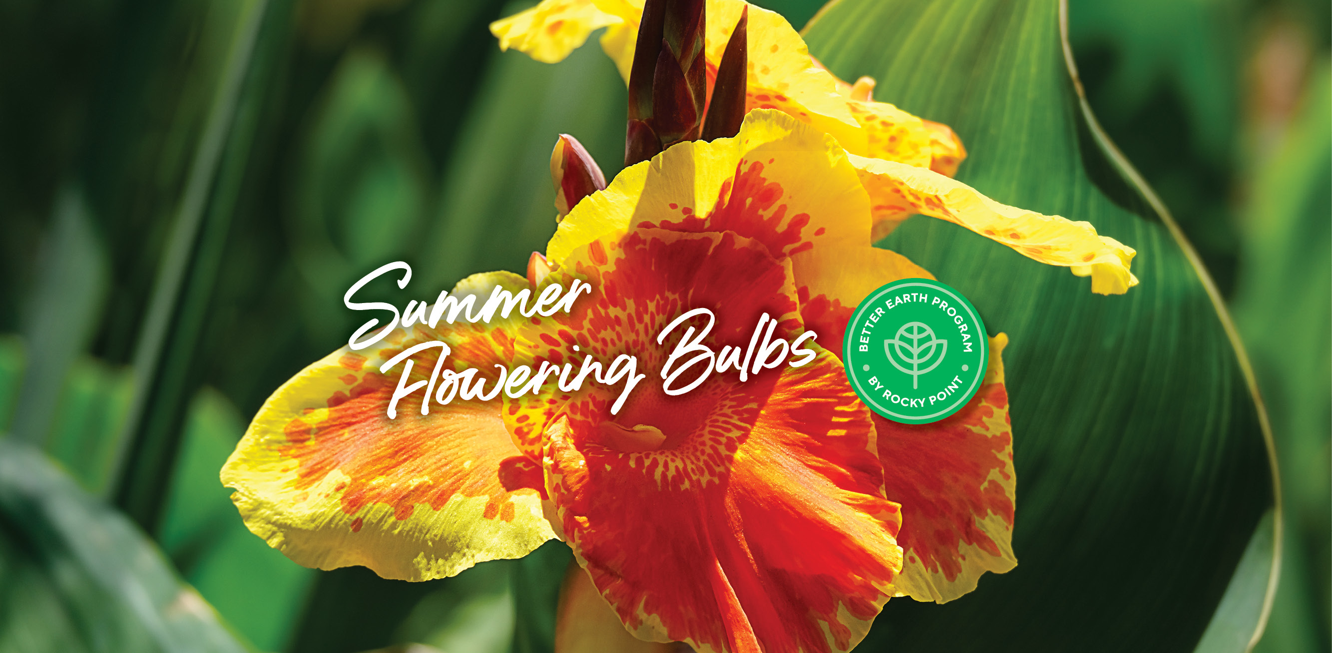 Summer Flower bulbs - what to plant in Winter
