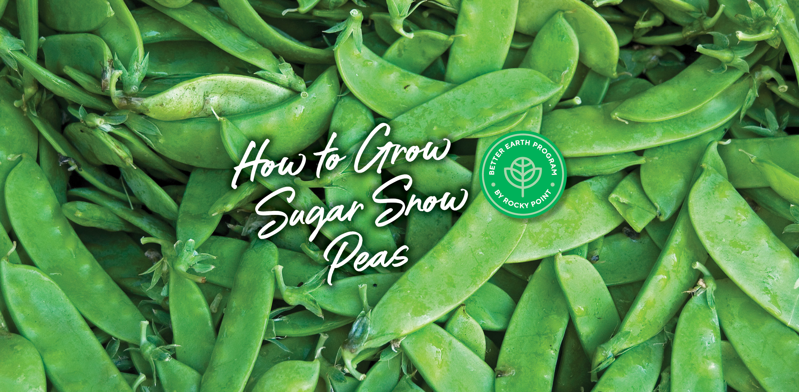 How to grow Sugar Snow Peas