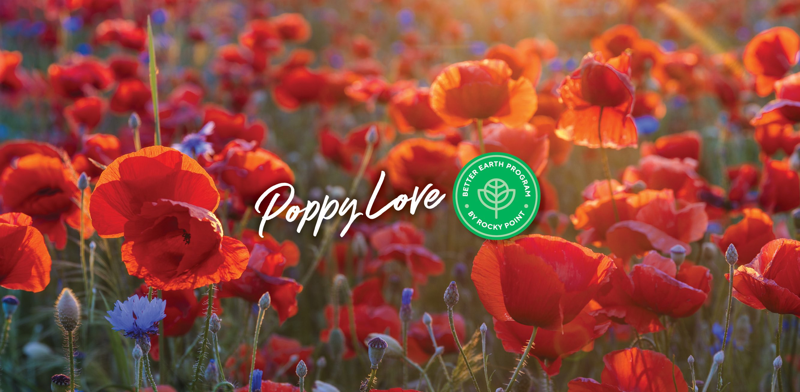 Poppy Love - How to grow poppies