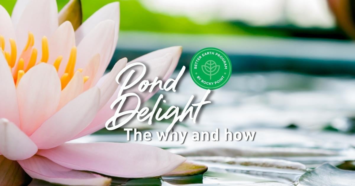 benefits of creating a pond in your garden and how